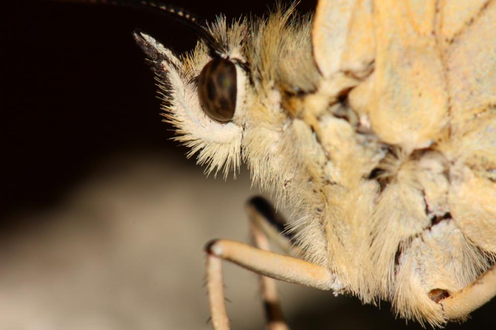 Cabeza de melanargia